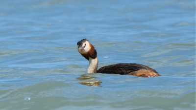 Bahri (Podiceps cristatus) - Adana / Karataş kuş fotoğrafı