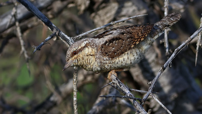 Boyunçeviren - Jynx torquilla kuş fotoğrafı