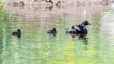 Küçük Batağan - Tachybaptus ruficollis kuş fotoğrafı