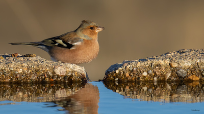 İspinoz - Fringilla coelebs kuş fotoğrafı