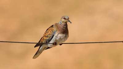 Üveyik (Streptopelia turtur) - Şanlıurfa / Birecik kuş fotoğrafı