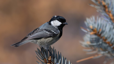 Çam Baştankarası - Periparus ater kuş fotoğrafı