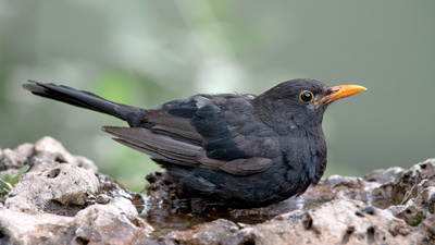 Karatavuk - Turdus merula kuş fotoğrafı