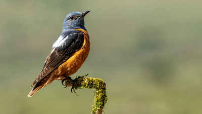 Taşkızılı (Monticola saxatilis) - Ankara / Çubuk kuş fotoğrafı