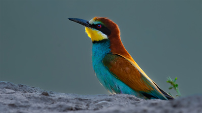 Arıkuşu