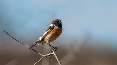 Taşkuşu (Saxicola rubicola) - Kırklareli / Kofçaz kuş fotoğrafı