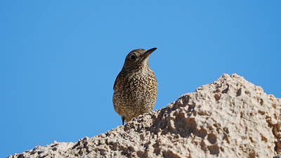 Gökardıç - Monticola solitarius kuş fotoğrafı