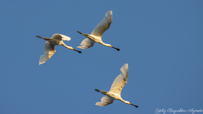 Kaşıkçı - Platalea leucorodia kuş fotoğrafı