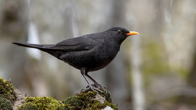 Karatavuk - Turdus merula kuş fotoğrafı