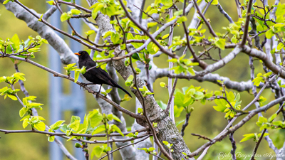 Karatavuk - Turdus merula kuş fotoğrafı