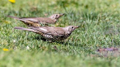 Ökse Ardıcı - Turdus viscivorus kuş fotoğrafı