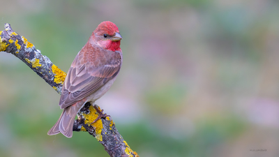 Çütre (Carpodacus erythrinus) - Bilecik / Bozüyük kuş fotoğrafı