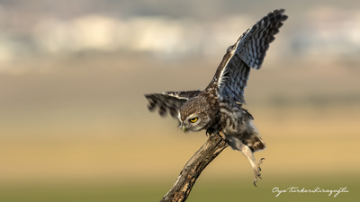 Kukumav (Athene noctua) - Ankara / Gölbaşı kuş fotoğrafı