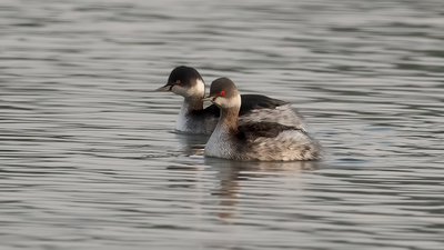 Karaboyunlu Batağan - Podiceps nigricollis kuş fotoğrafı