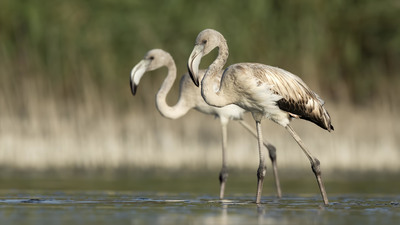 Flamingo