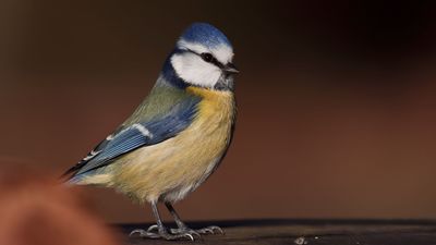 Mavi Baştankara - Cyanistes caeruleus kuş fotoğrafı
