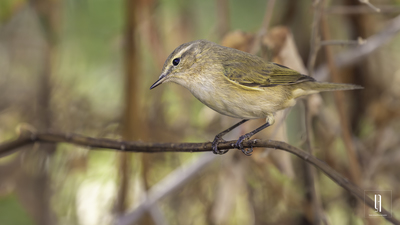Çıvgın - Phylloscopus collybita kuş fotoğrafı