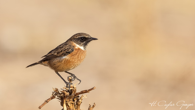 Taşkuşu (Saxicola rubicola) - İzmir / Çiğli kuş fotoğrafı