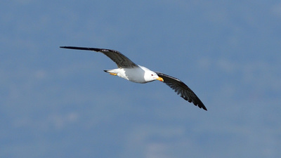 Gümüş Martı - Larus michahellis kuş fotoğrafı