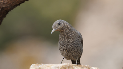 Gökardıç