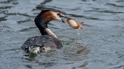 Bahri - Podiceps cristatus kuş fotoğrafı