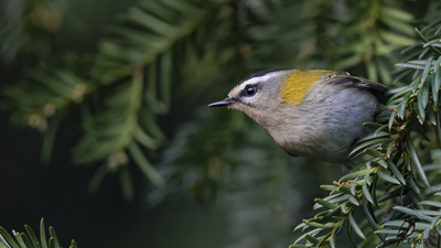 Sürmeli Çalıkuşu - Regulus ignicapilla kuş fotoğrafı