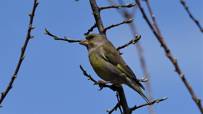 Florya - Chloris chloris kuş fotoğrafı