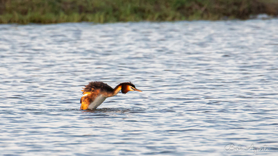 Bahri - Podiceps cristatus kuş fotoğrafı