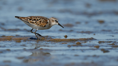 Küçük Kumkuşu (Calidris minuta) - Muğla / Bodrum kuş fotoğrafı