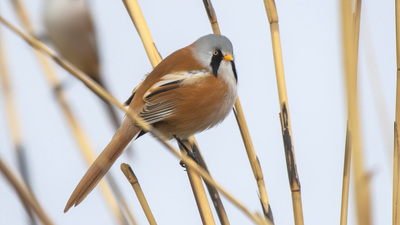 Bıyıklı Baştankara - Panurus biarmicus kuş fotoğrafı