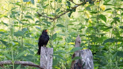 Karatavuk - Turdus merula kuş fotoğrafı