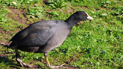 Sakarmeke