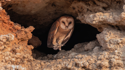 Peçeli Baykuş - Tyto alba kuş fotoğrafı