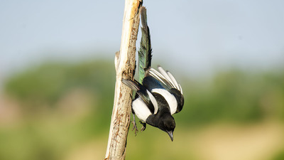 Saksağan - Pica pica kuş fotoğrafı