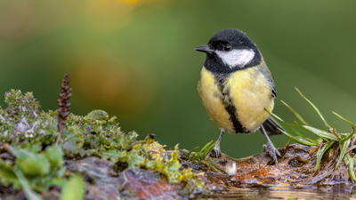 Büyük Baştankara - Parus major kuş fotoğrafı