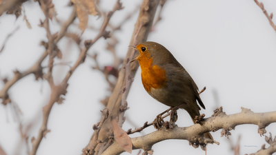 Kızılgerdan - Erithacus rubecula kuş fotoğrafı