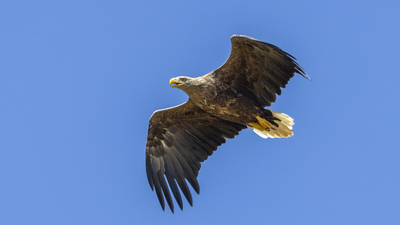 Akkuyruklu Kartal - Haliaeetus albicilla kuş fotoğrafı