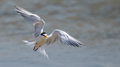 Küçük sumru (Sternula albifrons) - Adana / Karataş kuş fotoğrafı