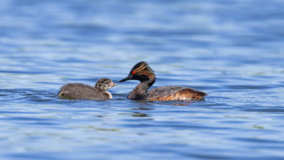 Karaboyunlu Batağan - Podiceps nigricollis kuş fotoğrafı