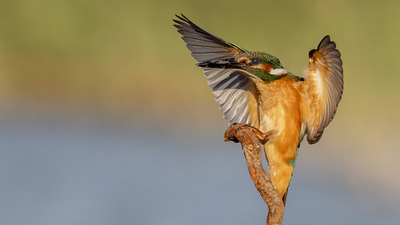 Yalıçapkını (Alcedo atthis) - Adana / Karataş kuş fotoğrafı