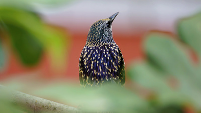 Sığırcık - Sturnus vulgaris kuş fotoğrafı