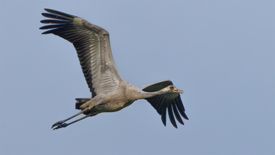 Turna - Grus grus kuş fotoğrafı