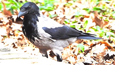 Leş Kargası