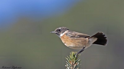 Taşkuşu - Saxicola rubicola kuş fotoğrafı