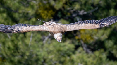 Kızıl Akbaba - Gyps fulvus kuş fotoğrafı