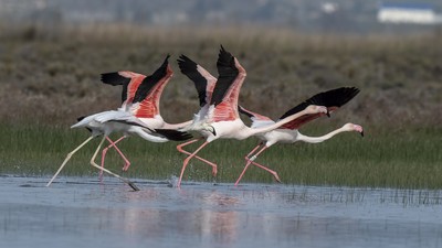 Flamingo