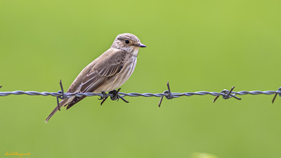 Benekli Sinekkapan - Muscicapa striata kuş fotoğrafı
