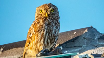 Kukumav - Athene noctua kuş fotoğrafı
