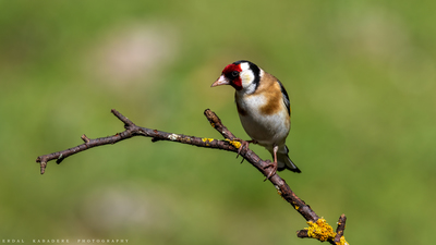 Saka - Carduelis carduelis kuş fotoğrafı