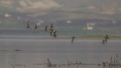 Dövüşkenkuş - Calidris pugnax kuş fotoğrafı
